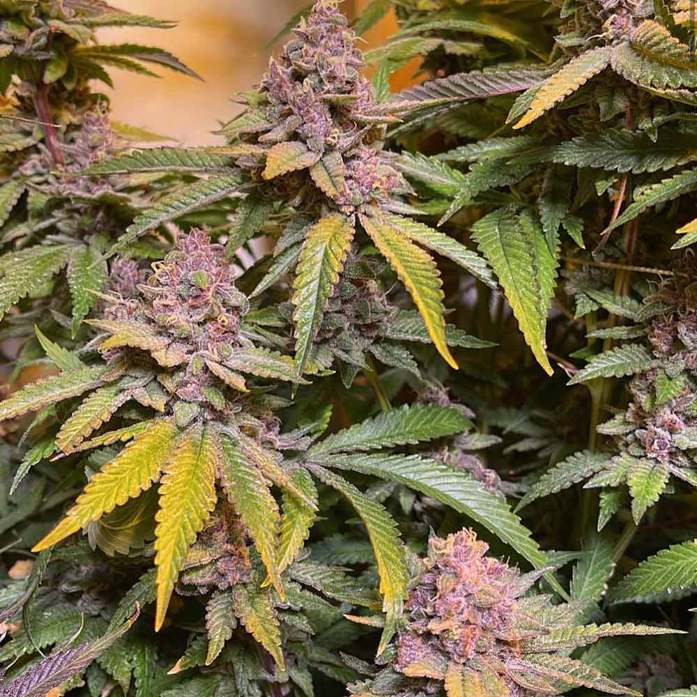 Pink Mintz Female Weed Seeds by Conscious Genetics