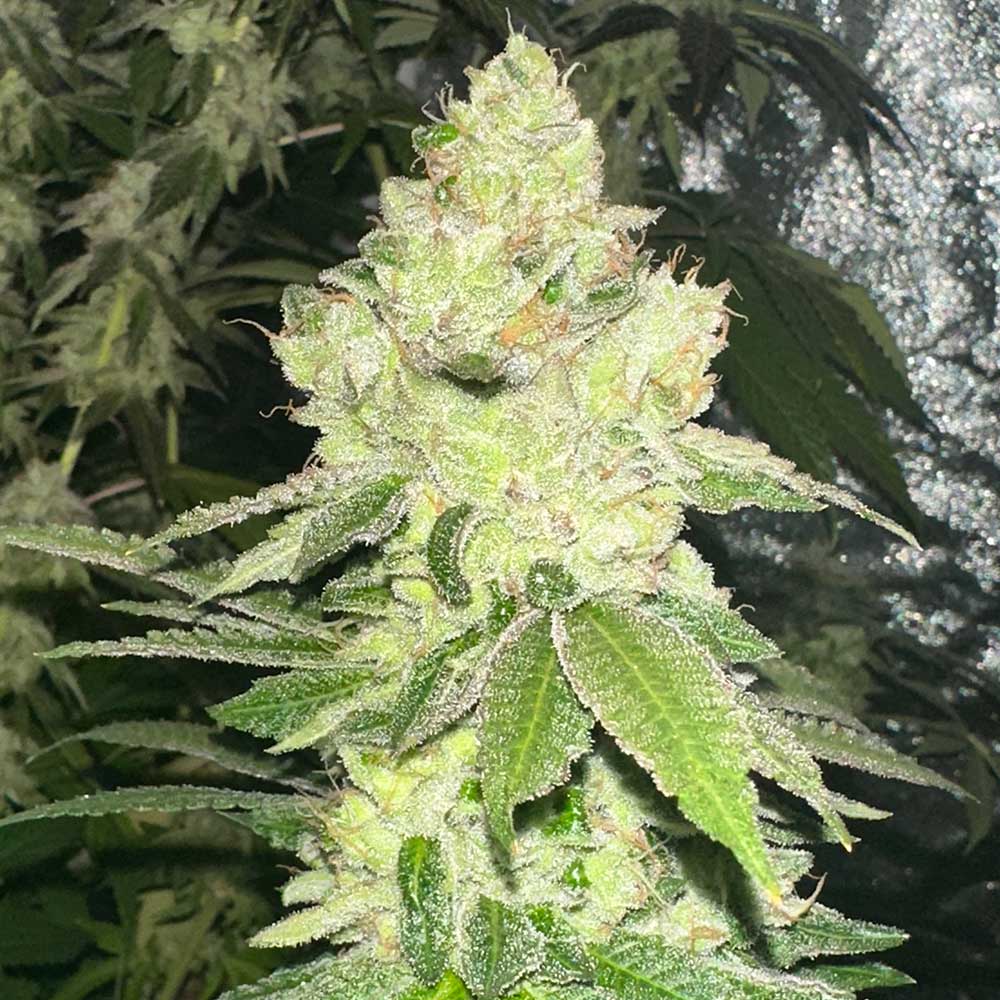 Pinky Sour Regular Cannabis Seeds by Karma Genetics Wholesale