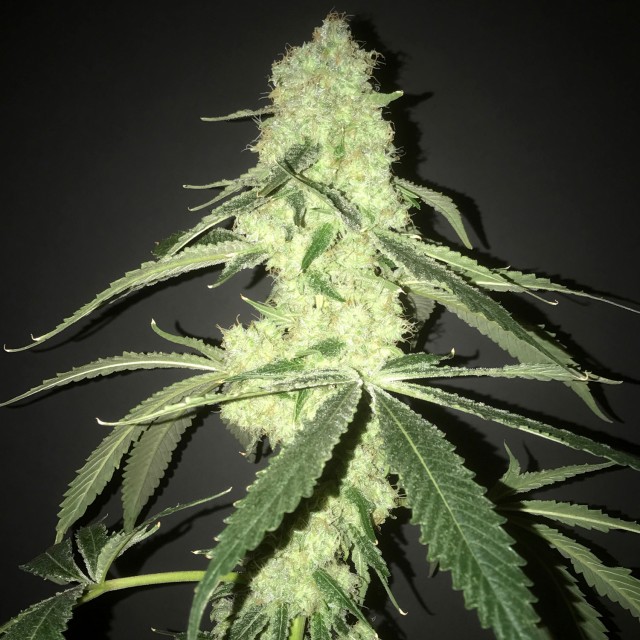 Her Majestys Kush Fem