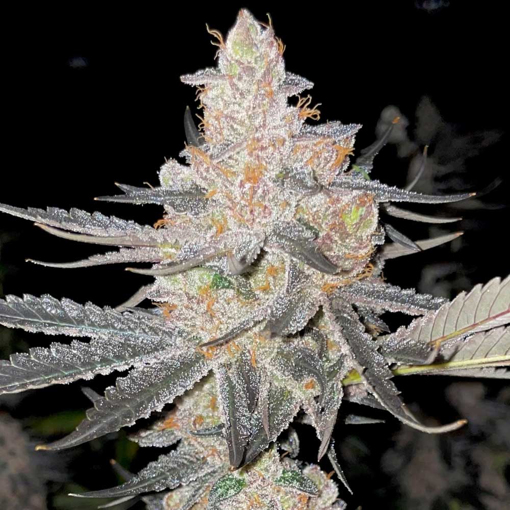 Vaders Starkiller Feminized Cannabis Seeds Wholesale