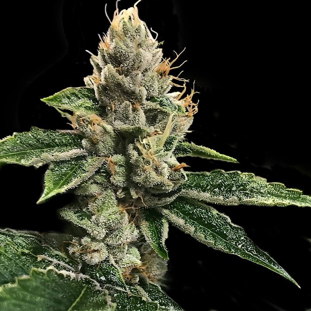 RP 43 AKA RICHARD PETTY FEMINIZED CANNABIS SEEDS - DNA GENETICS