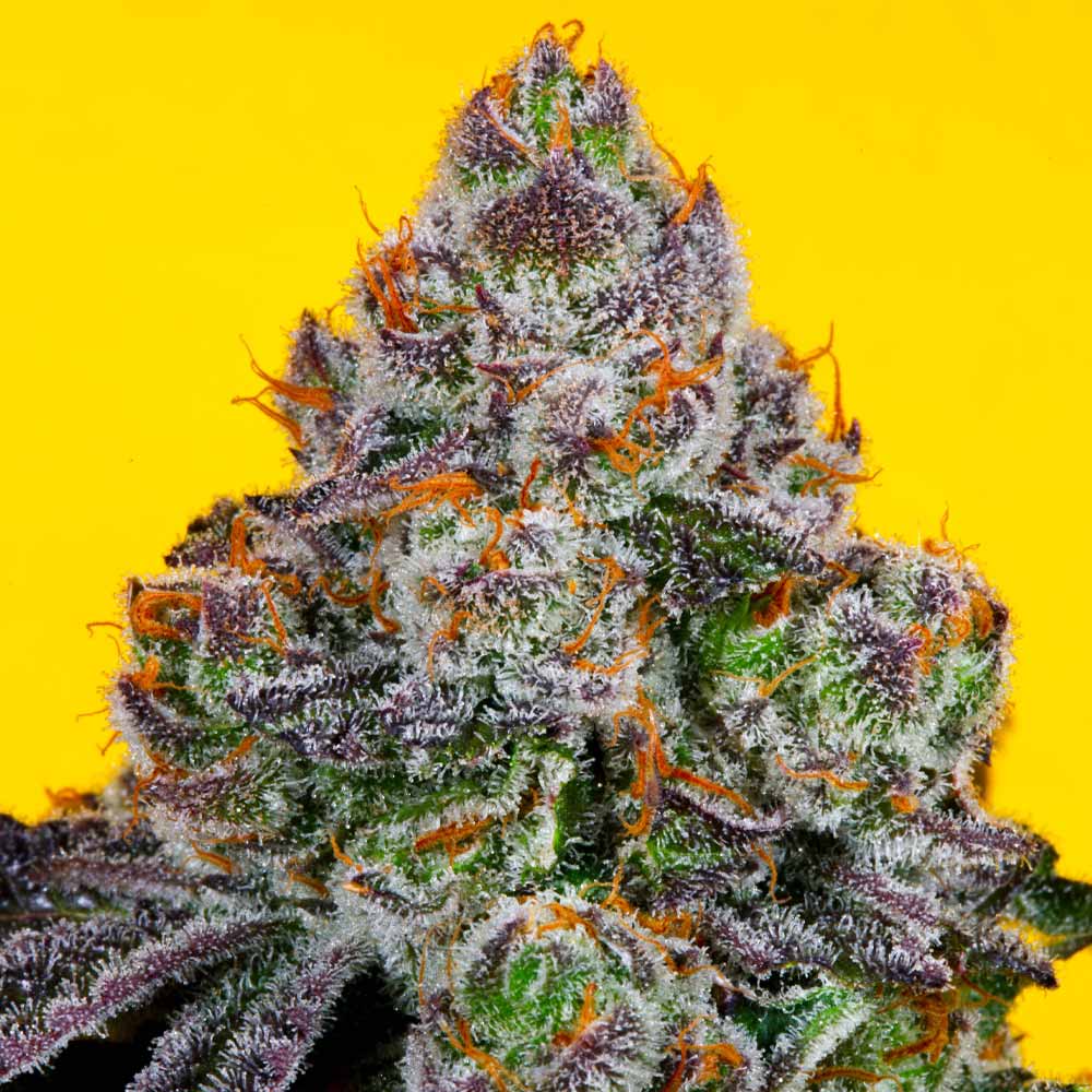 Runtz Mintz Regular Cannabis Seeds by Fidel's Seed Co