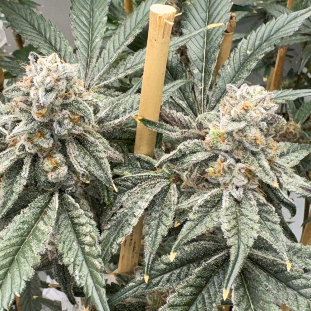 Sello Feminized Cannabis Seeds by Mosca Seeds