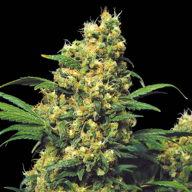 Warlock Female Cannabis Seeds by Serious Seeds