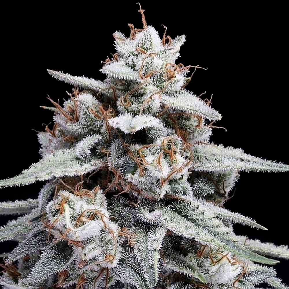 SKYWALKER KUSH AUTOFLOWERING CANNABIS SEEDS DNA GENETICS