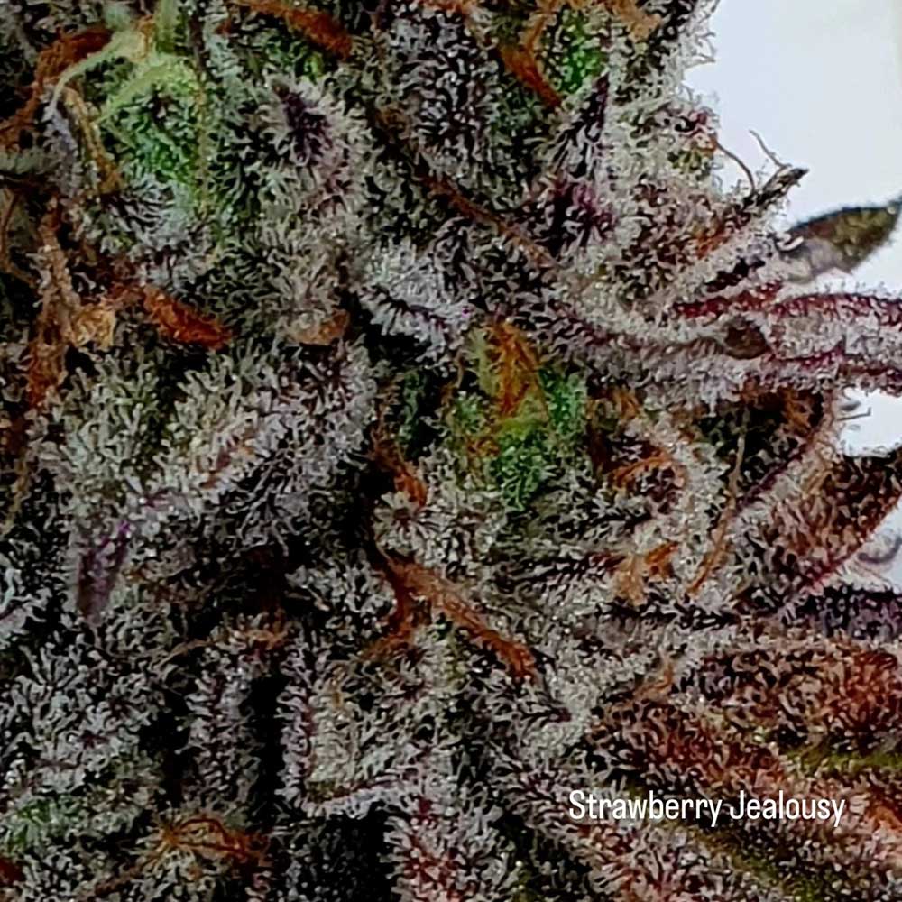 Strawberry Jealousy Feminized Cannabis Seeds by Holy Smoke Seeds