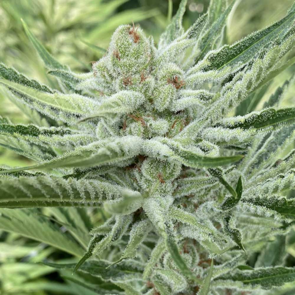 Nam Wah Feminized Symbiotic Genetics Wholesale