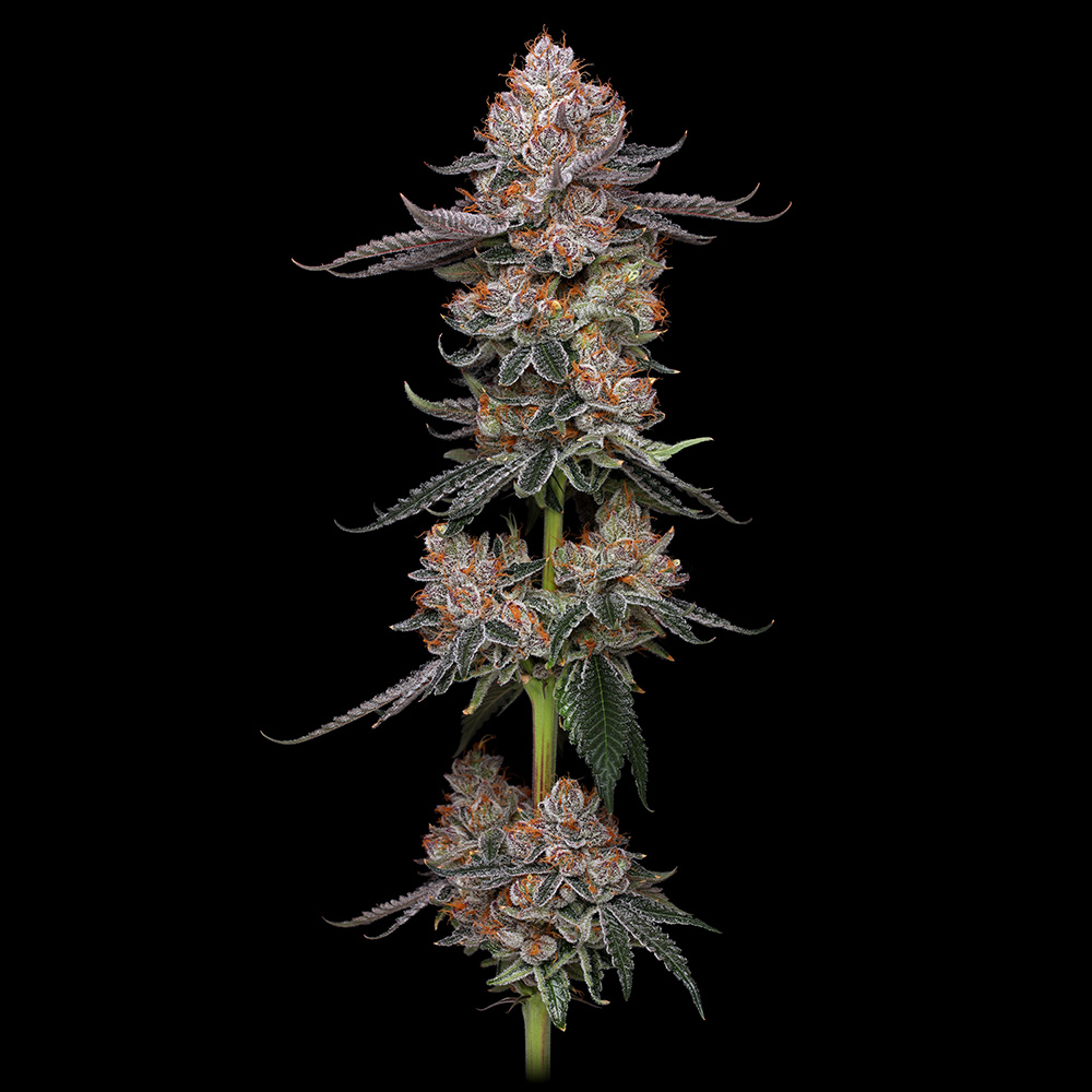 Toronjaz Feminized Cannabis Seeds by Black Tuna Seeds