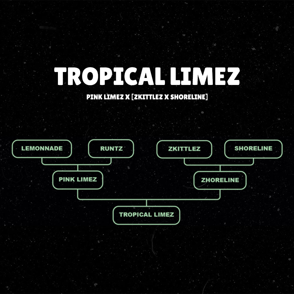 Tropical Limez Grounded Genetics Feminized Cannabis Seeds