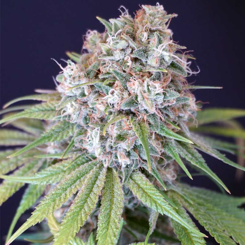 Melon Cheddar Female Weed Seeds by Karma Genetics Wholesale