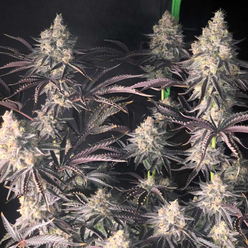 Zerbert Smoothie Female Weed Seeds by The Plug Seedbank