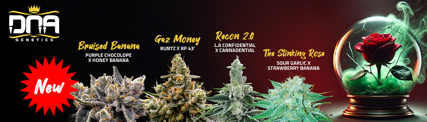 DNA Genetics New Recon 2.0 & More Strains