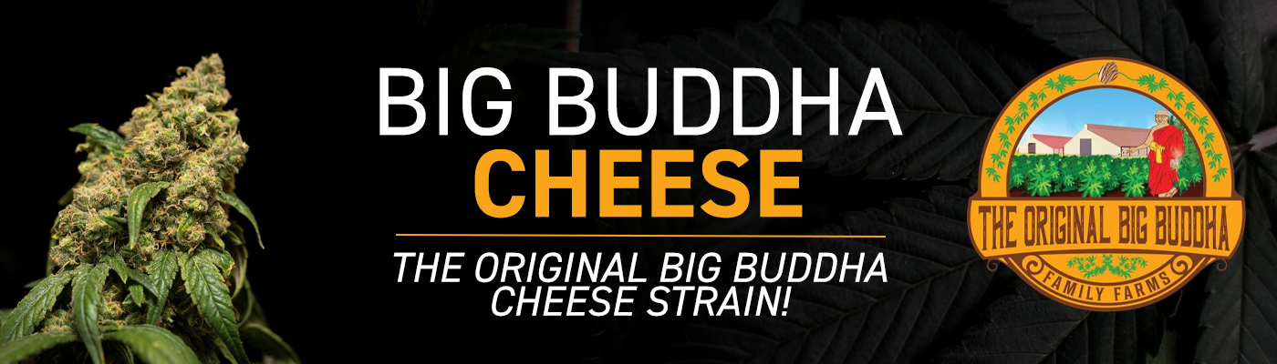 Big Buddha Cheese