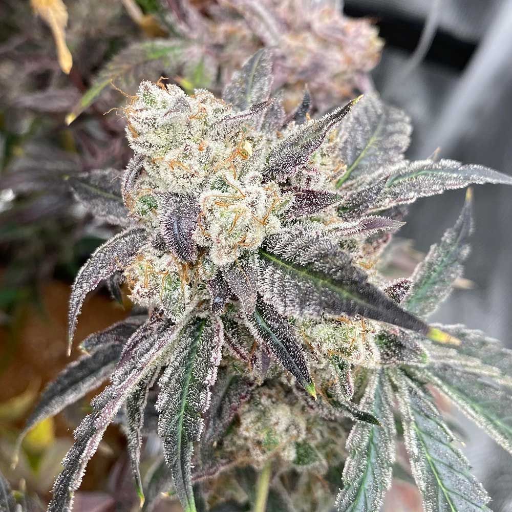 Night Owl Seeds- Buy