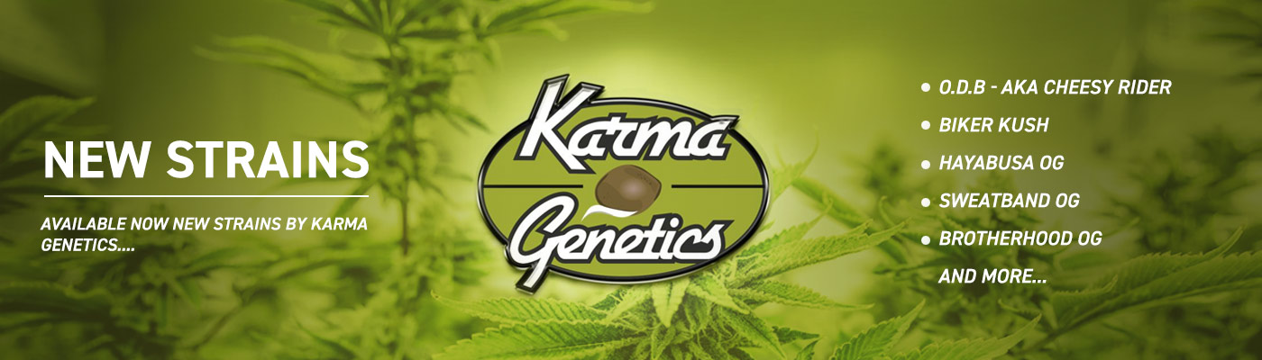 Discover the newest strains from Karma Genetics, including RoadDawg, Hayabusa 