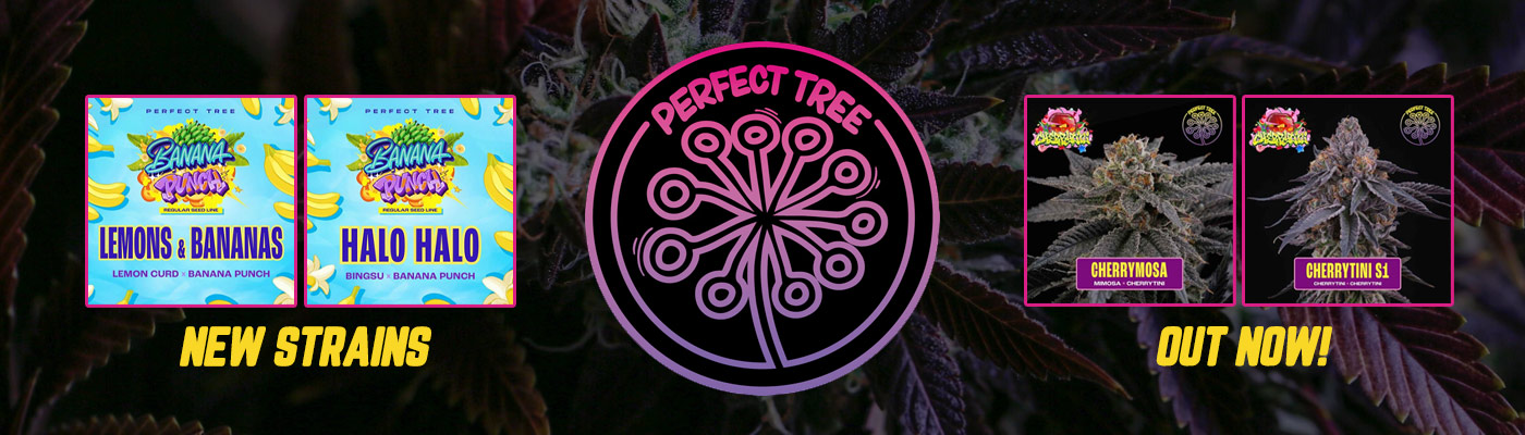 New Perfect Tree Strains