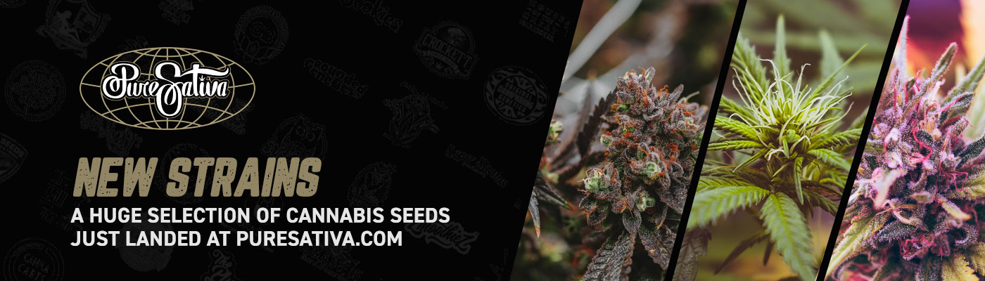 Discover the Latest Cannabis Seeds at PureSativa