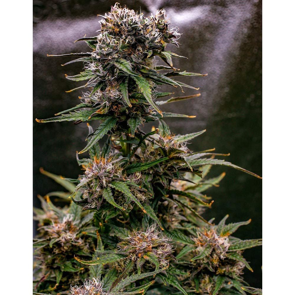 Night Owl Seeds- Buy