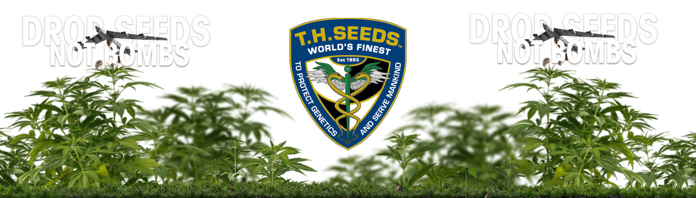 The Legacy of T.H.Seeds Pioneers in Premium Cannabis Seed Genetics