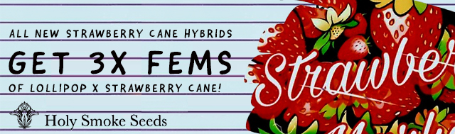 All new Strawberry Cane hybrids get 3x fems of Lollipop x Strawberry Cane
