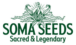 Soma Seeds