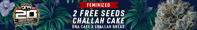 All DNA Genetics Packs will receive 2x Chalice Cake female seeds for free wholesale & retail.