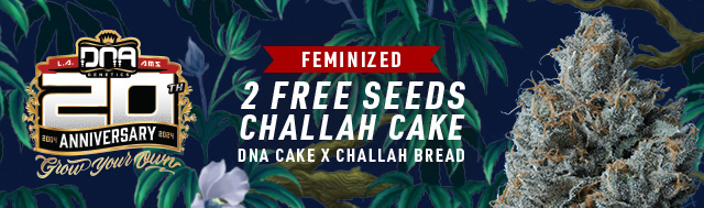 All DNA Genetics Packs will receive 2x Chalice Cake female seeds for free wholesale & retail.