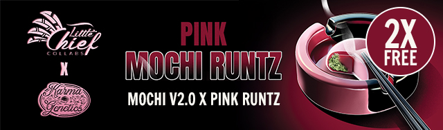 All packs of Little Chief Collabs will get 2x Feminized Seeds of Pink Mochi Runtz for free!