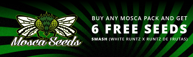 Get 6 free feminized Seeds of Smash (White Runtz x Runtz De Frutas) with every Mosca Seeds Purchase