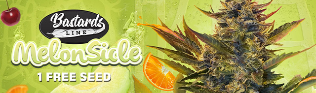 All purchases of T.H.Seeds will receive 1x free Melonsicle Feminized Seed!