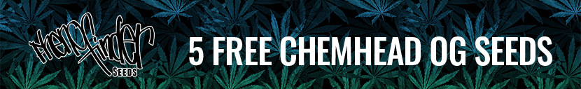 Buy any pack from Pheno Finder Seeds and receive 5 free ChemHead OG seeds