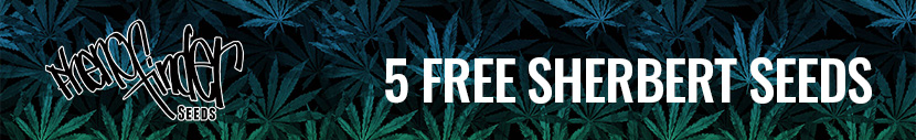 Buy any pack from Pheno Finder Seeds and receive 5 free Sherbert seeds