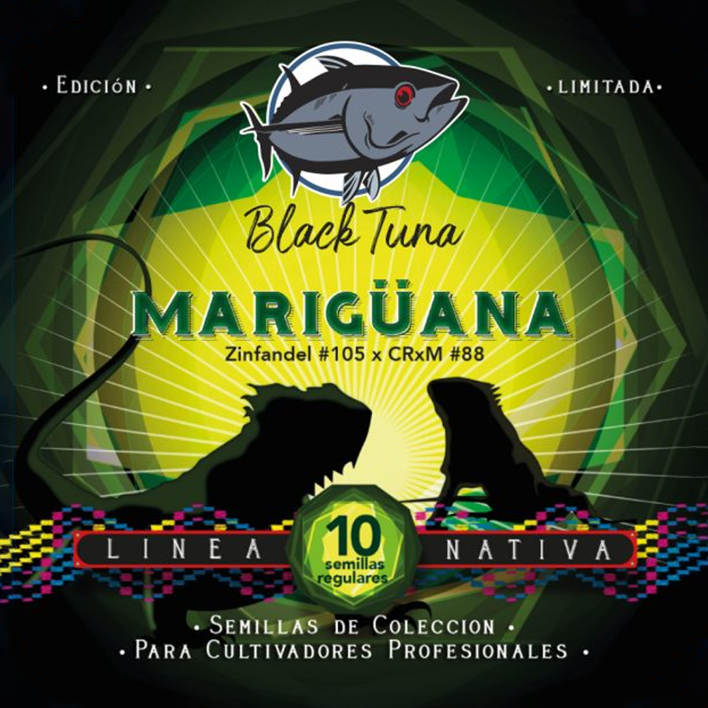 MARIGUANA REGULAR CANNABIS SEEDS BY BLACK TUNA SEEDS