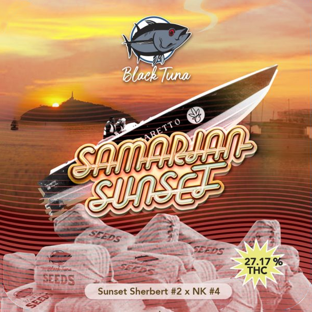 SAMARIAN SUNSET FEMINIZED CANNABIS SEEDS BY BLACK TUNA SEEDS Wholesale