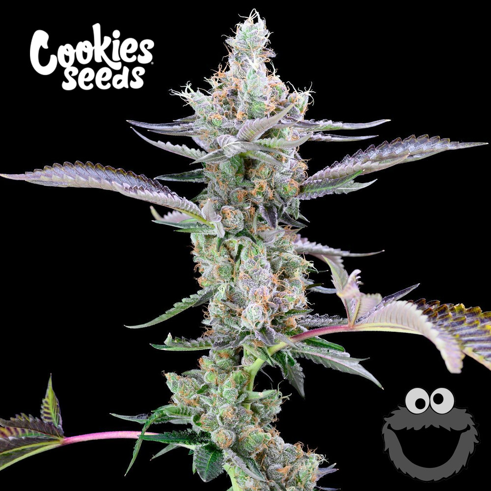 Cookies Cannabis Seeds Wholesale