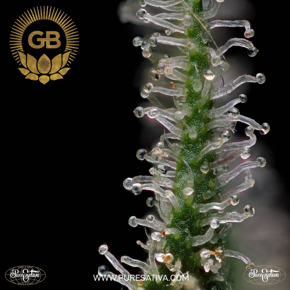 Green Bodhi Cannabis Seeds Wholesale