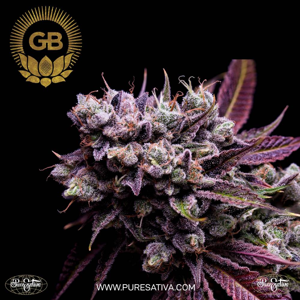 Green Bodhi Cannabis Seeds Wholesale