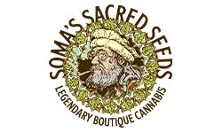 Soma Seeds Wholesale