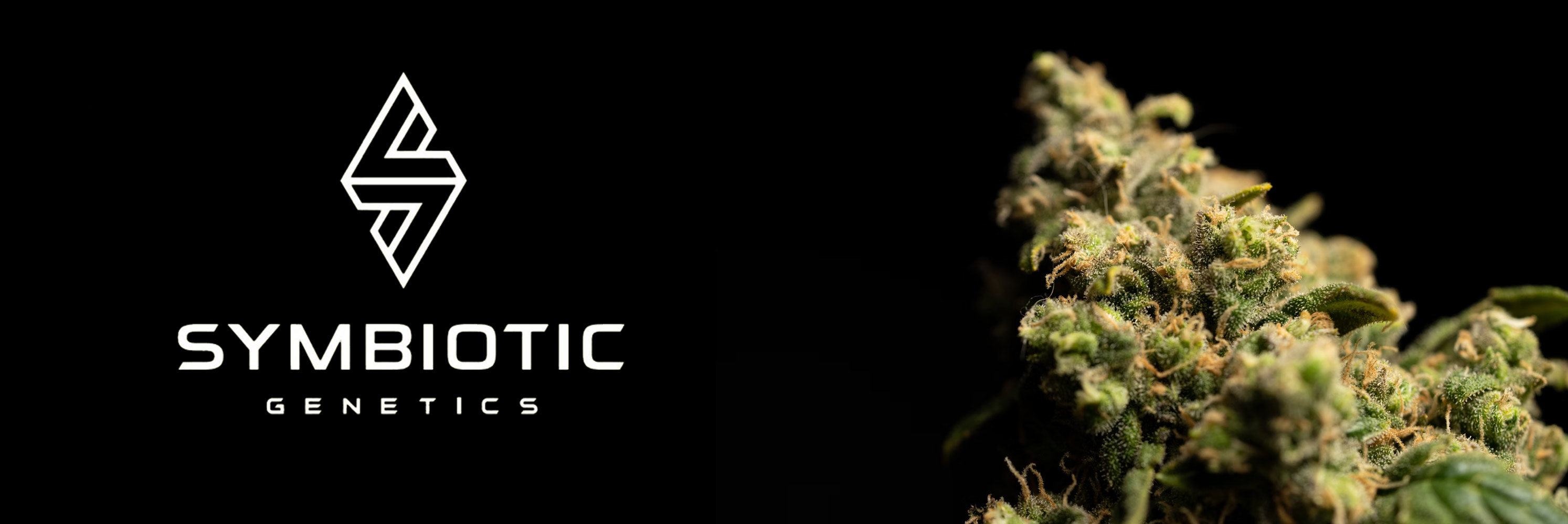 Symbiotic Genetics Cannabis Seeds Wholesale