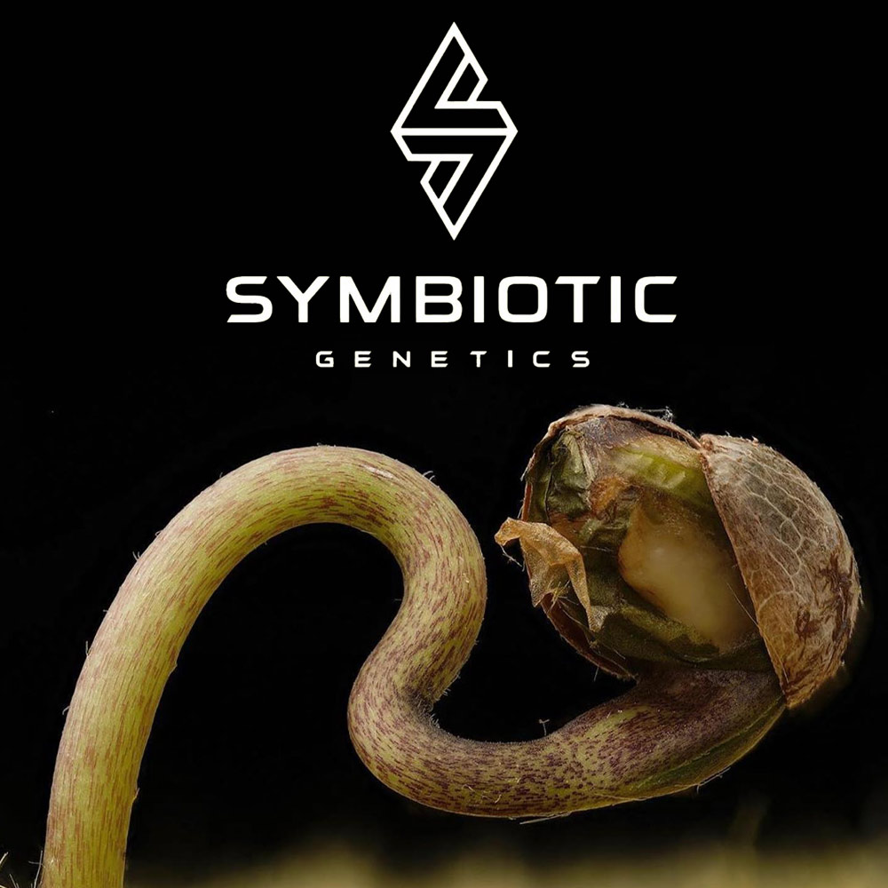 Symbiotic Genetics Seeds Wholesale