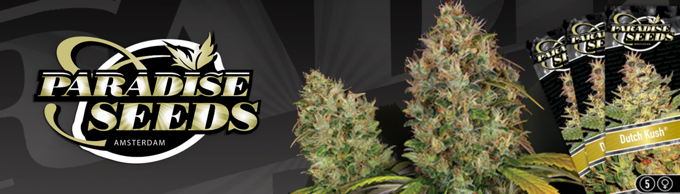 Paradise Seeds - Amsterdam Cannabis Seeds For Sale