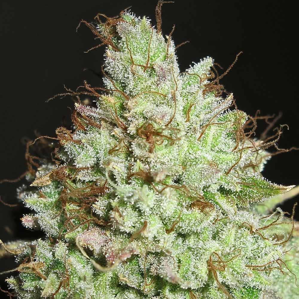 Pornstar Martini Female Weed Seeds by Ultra Genetics