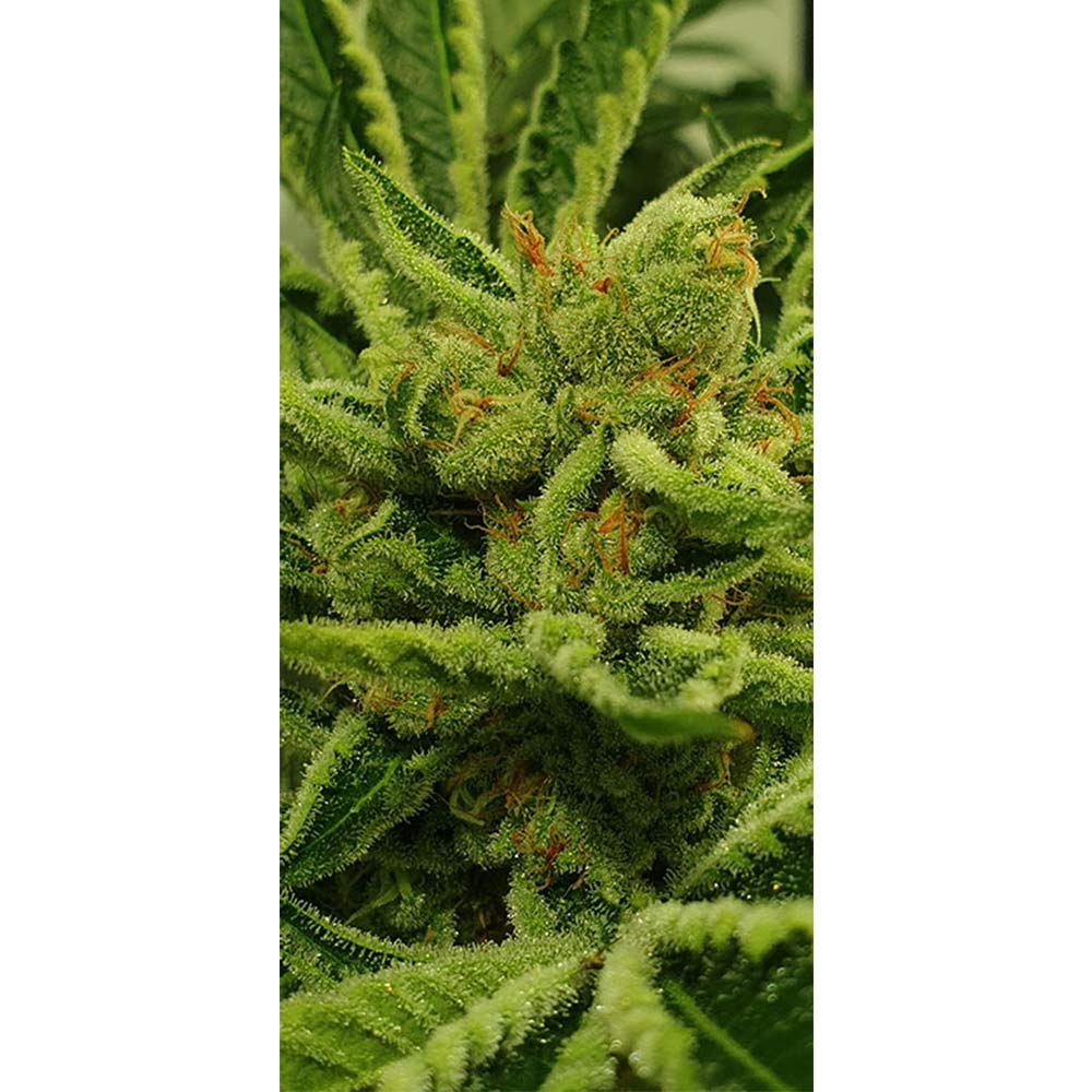 Frozen Cherry Female Weed Seeds by Zmoothiez